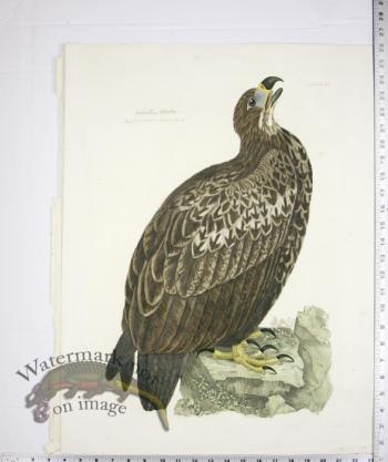 Sea or Cinereous Eagle Young